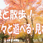伊島小学校近くの公園 子供と散歩が出来る 岡山県総合グラウンド の紅葉