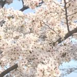 花見 旭川の桜並木と岡山県立運動公園を散歩 岡山市