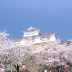 鶴山公園へ花見 桜が満開！[岡山県津山市]
