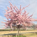 桜が満開 児島湖となりで花見