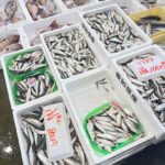 伊里漁港 真魚市 日曜日に新鮮なお魚が手に入る市場 備前市観光