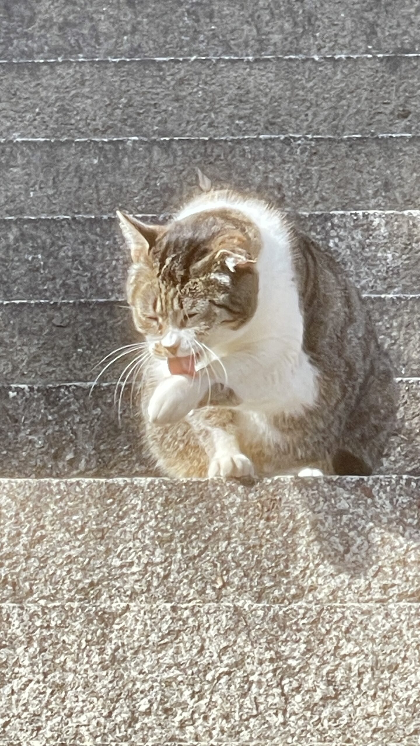 猫のいる神社 五香宮 岡山県瀬戸内市牛窓 - ミニクルホーム 岡山市